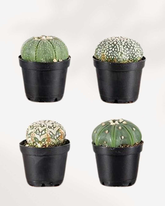 Astrophytum Asterias | Buy Online