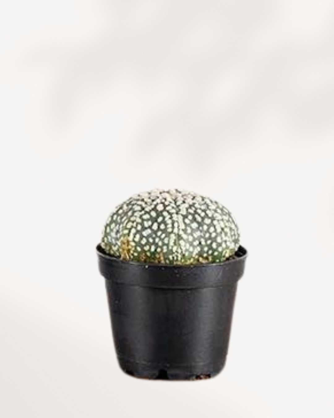 Astrophytum Asterias | Buy Online