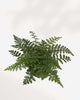 Austral Gem Fern - Asplenium
