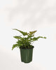 Autumn Fern 3.5" Pot - Small