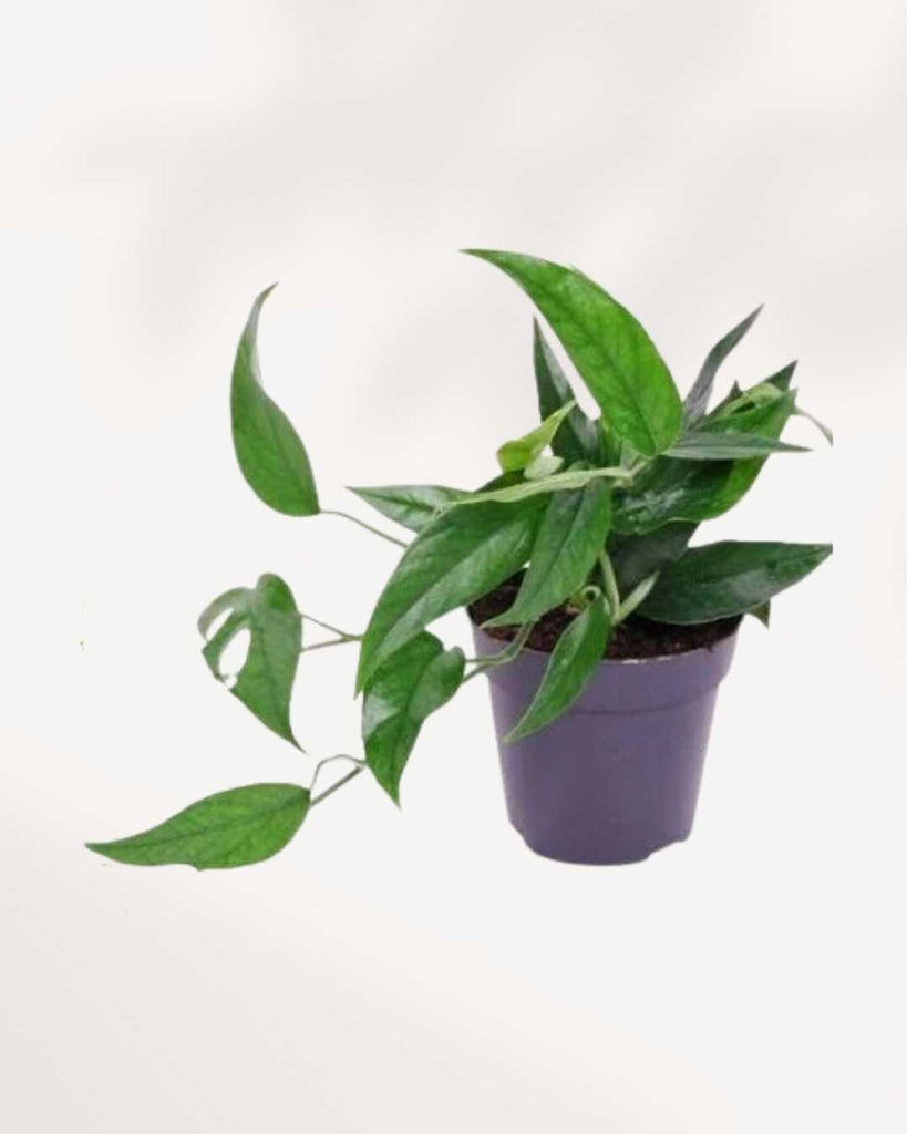 Baltic Blue Pothos 3.5" Pot - Small