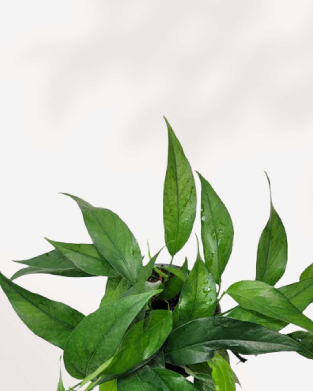 baltic blue pothos origin Baltic Blue Pothos | Buy Online – Easy-Care & Fast-Growing Houseplant | Mygreenscape