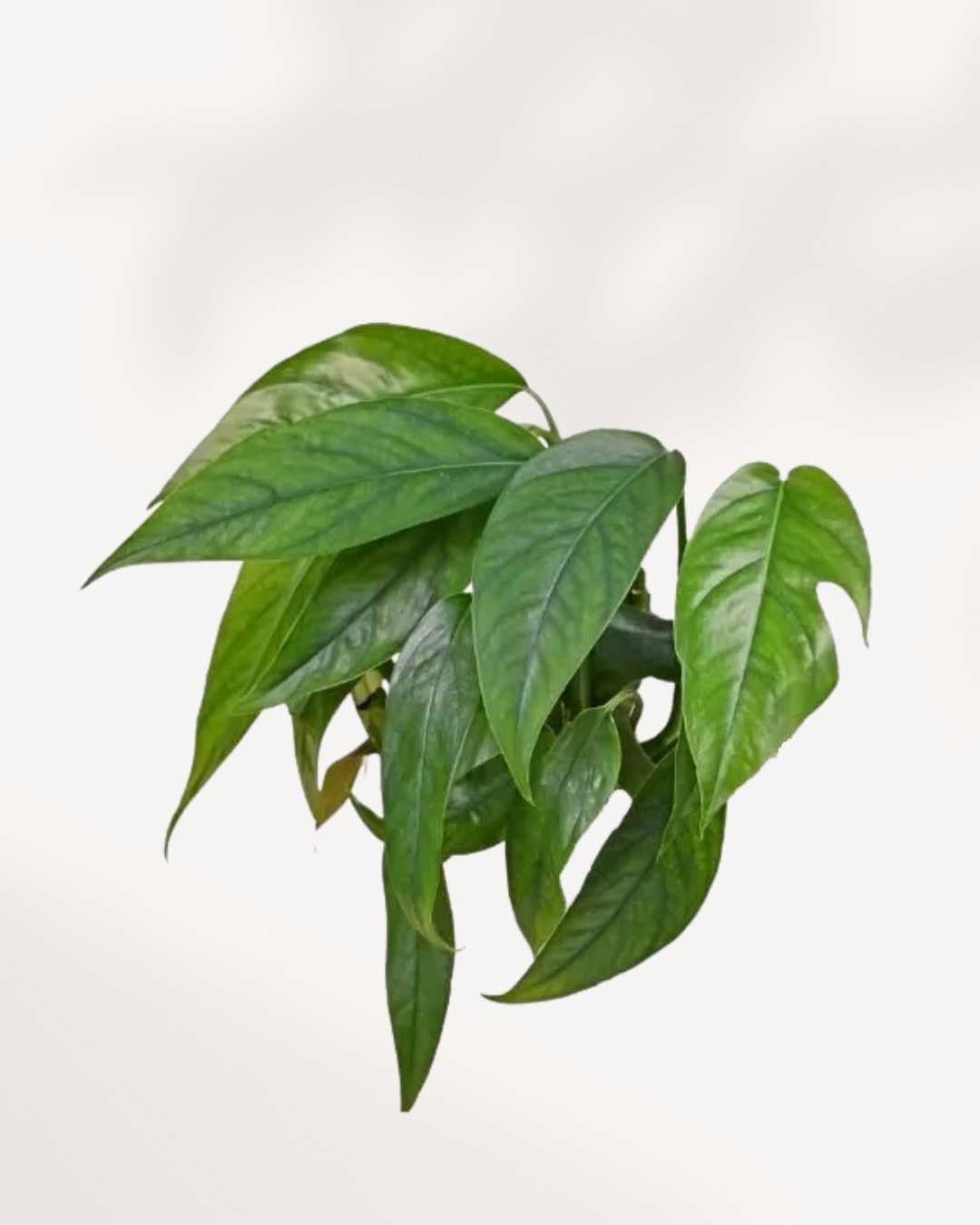 baltic blue pothos for sale Baltic Blue Pothos | Buy Online – Easy-Care & Fast-Growing Houseplant | Mygreenscape