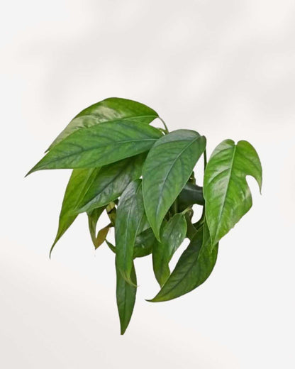 Baltic Blue Pothos | Buy Online