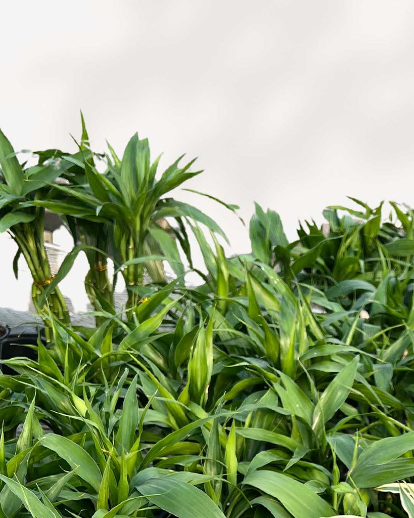 Lucky Bamboo 2.0" Pot - Green