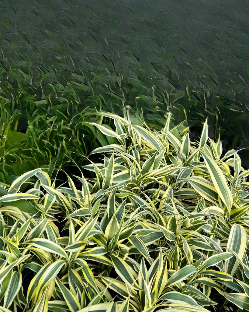 Lucky Bamboo 2.0" Pot - Varigated