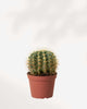 Barrel Cactus 2.5" Pot - XSmall