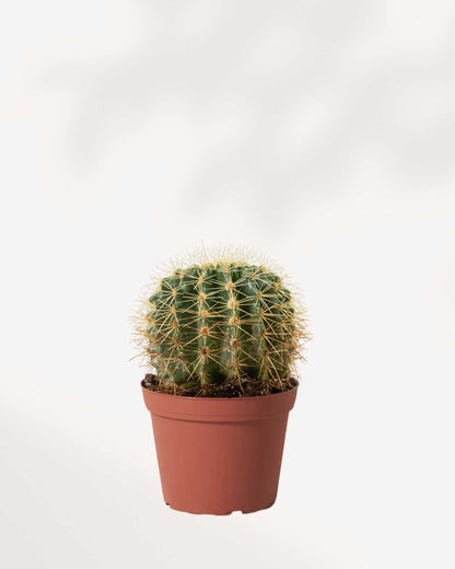 Barrel Cactus | Buy Online