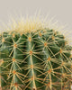 Barrel Cactus