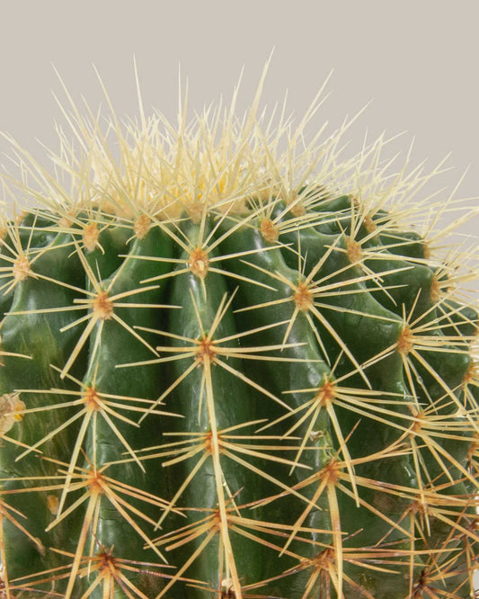 Barrel Cactus | Buy Online