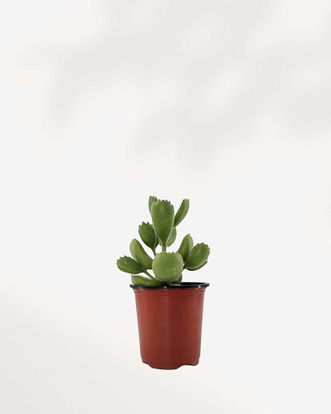 Bear's Paw Succulent | Buy Online
