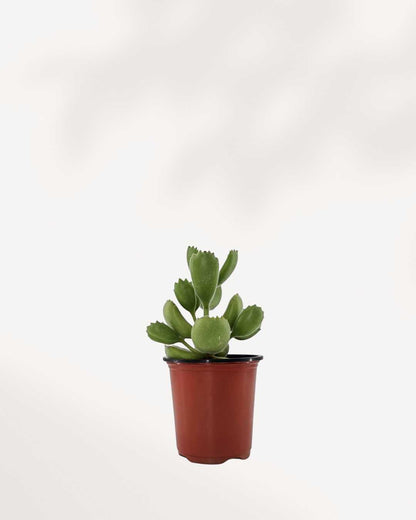 Bear's Paw Succulent | Buy Online