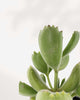 Bear's Paw Succulent | Buy Online