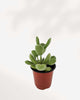 Bear's Paw Succulent | Buy Online