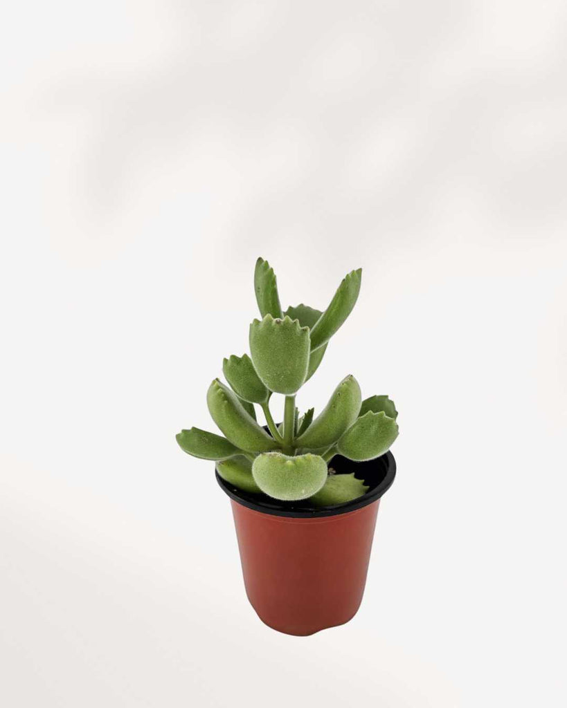 Bear's Paw Succulent | Buy Online