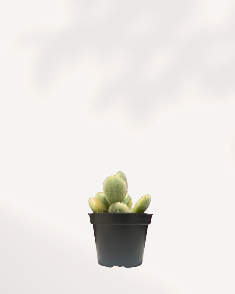 Fuzzy, paddle-shaped leaves of a Variegated Bear's Paw Succulent. The plant has a striking blend of creamy white, yellow, and green coloration with distinctive red 'claws' at the tips.