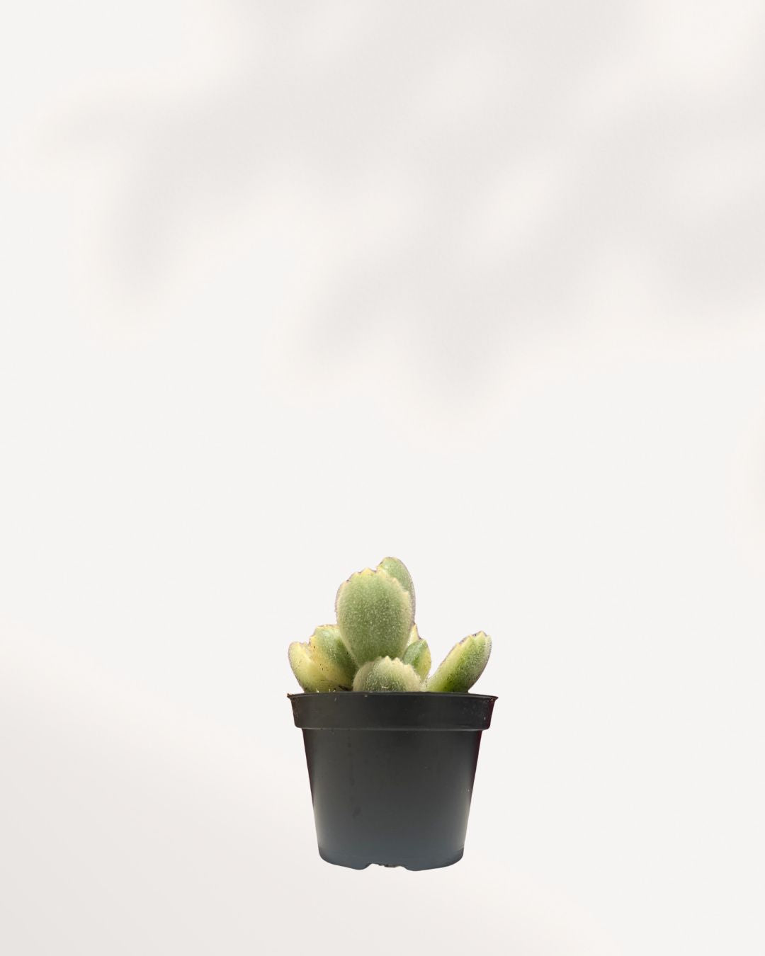 Fuzzy, paddle-shaped leaves of a Variegated Bear's Paw Succulent. The plant has a striking blend of creamy white, yellow, and green coloration with distinctive red 'claws' at the tips.
