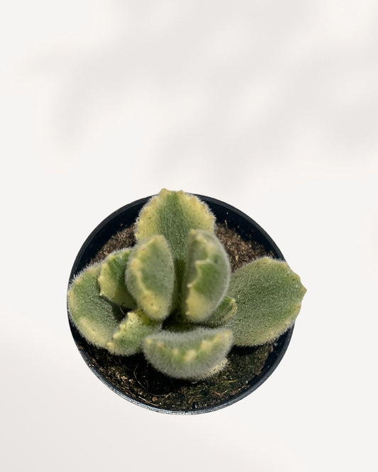 Fuzzy, paddle-shaped leaves of a Variegated Bear's Paw Succulent. The plant has a striking blend of creamy white, yellow, and green coloration with distinctive red 'claws' at the tips.