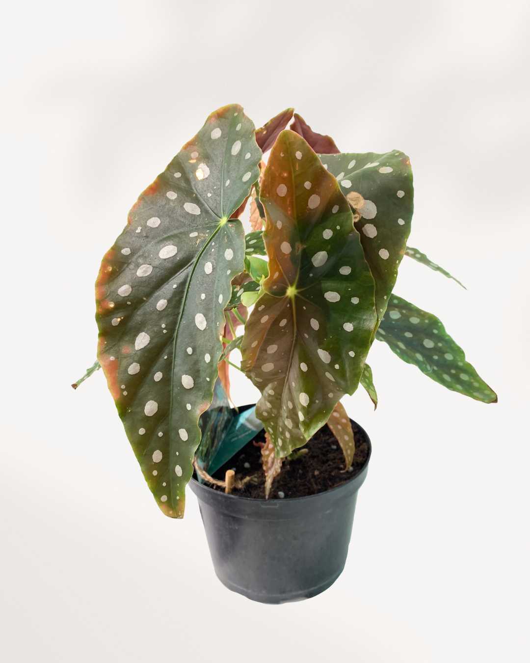 Begonia Maculata | Buy Online