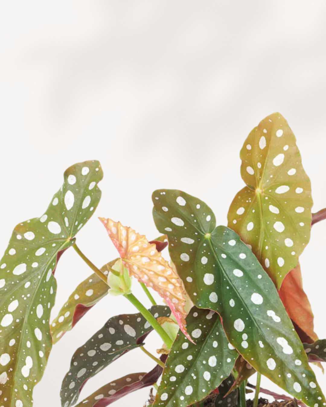 Begonia Maculata | Buy Online