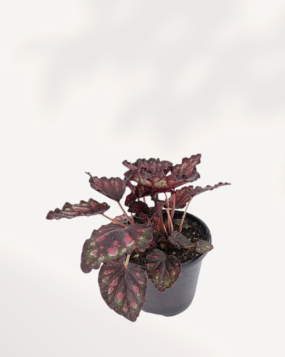 Begonia Rex 'Harmony Stained Glass' in small 4 inch pot, angled side view highlighting leaf shape