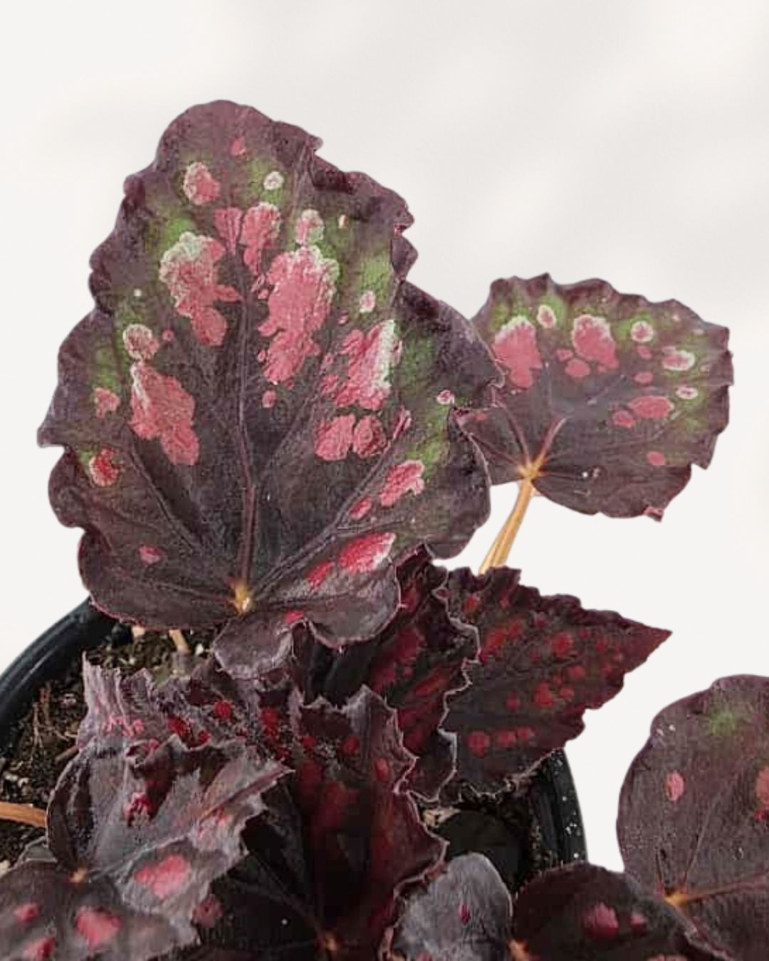 Closeup of Begonia Rex 'Harmony Stained Glass' leaves, showing vivid colors and stained glass pattern