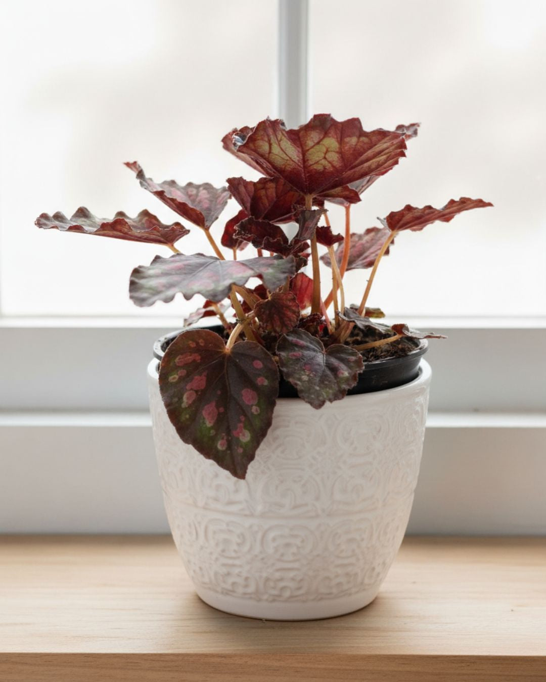 Begonia Rex 'Harmony Stained Glass' displayed in decorative pot on living room shelf, bright indoor accent