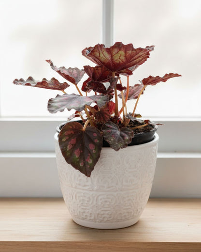 Begonia Rex 'Harmony Stained Glass' displayed in decorative pot on living room shelf, bright indoor accent