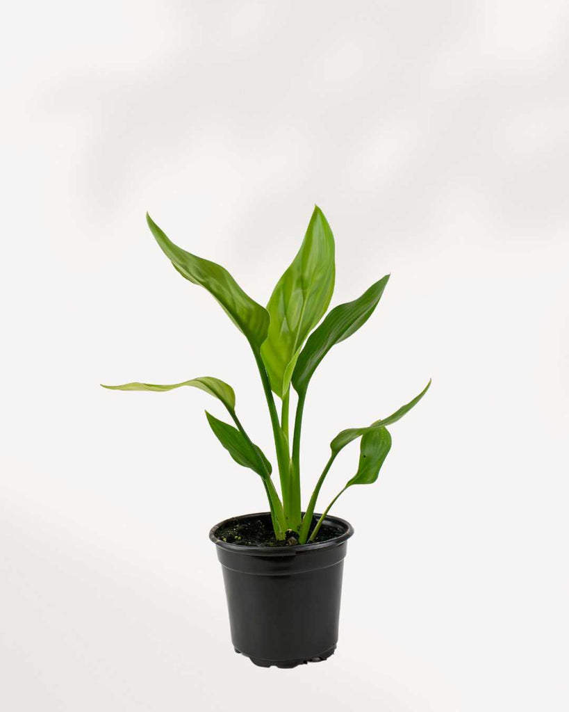 Bird of Paradise (Strelitzia nicolai), showcasing its striking, fan-like growth habit with large, upright, glossy green, banana-shaped leaves that create a bold architectural statement.