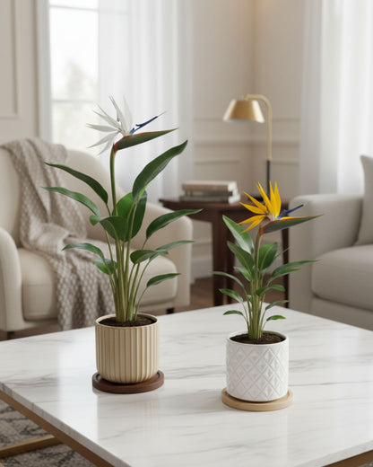 Bird of Paradise (Strelitzia nicolai), showcasing its striking, fan-like growth habit with large, upright, glossy green, banana-shaped leaves that create a bold architectural statement.