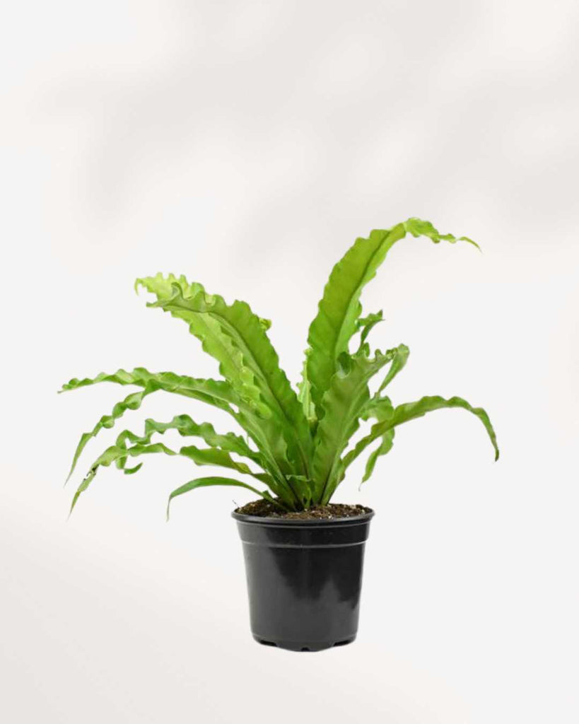 Birds Nest Fern 4" Pot Small