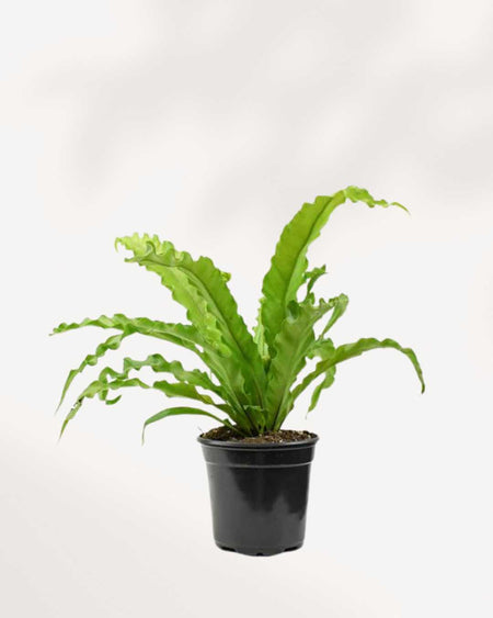 bird nest fern feng shui Bird's Nest Fern | Buy Online - Lush, Low-Light Houseplant | Mygreenscape