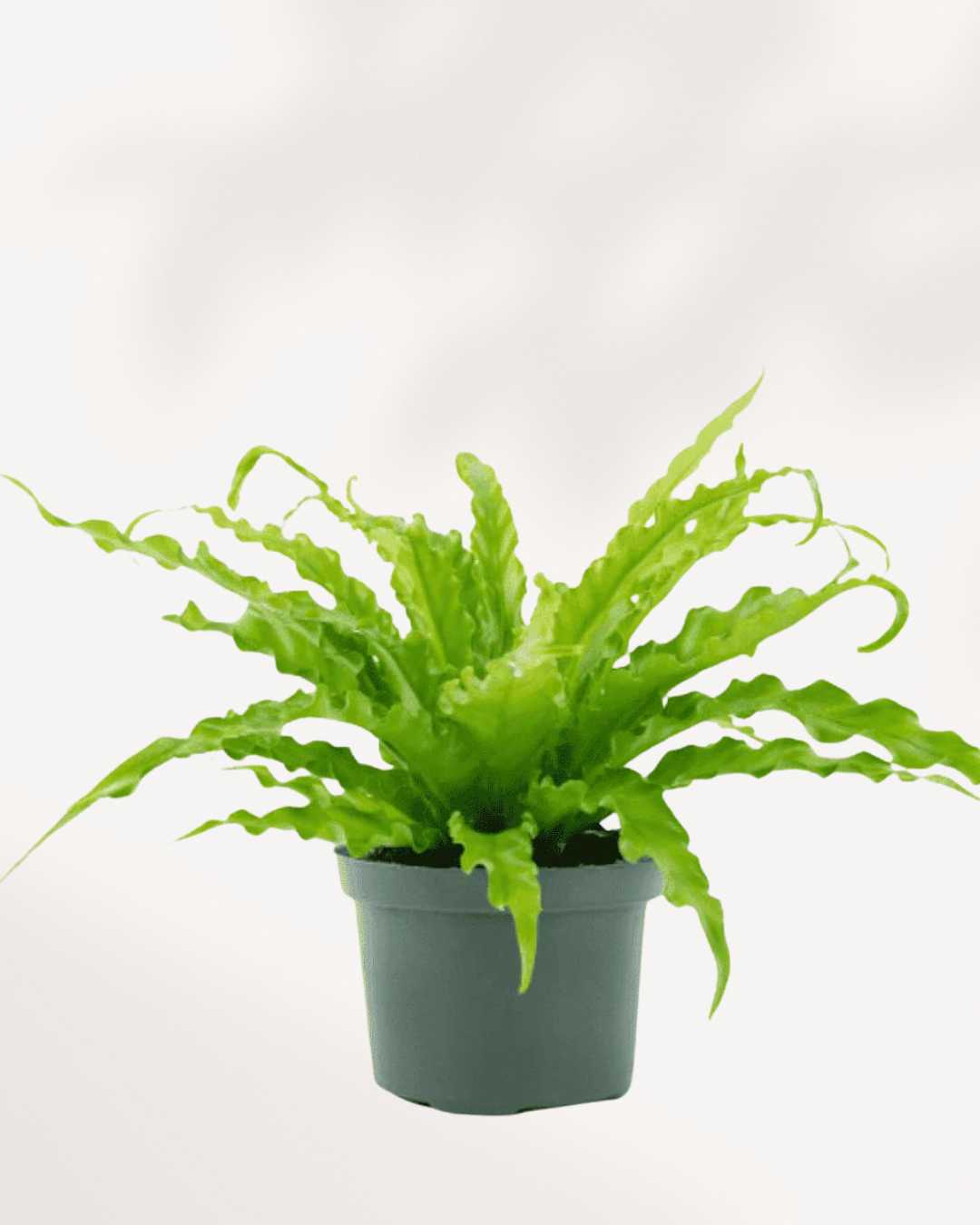 are birds nest ferns poisonous to cats Bird's Nest Fern | Buy Online - Lush, Low-Light Houseplant | Mygreenscape