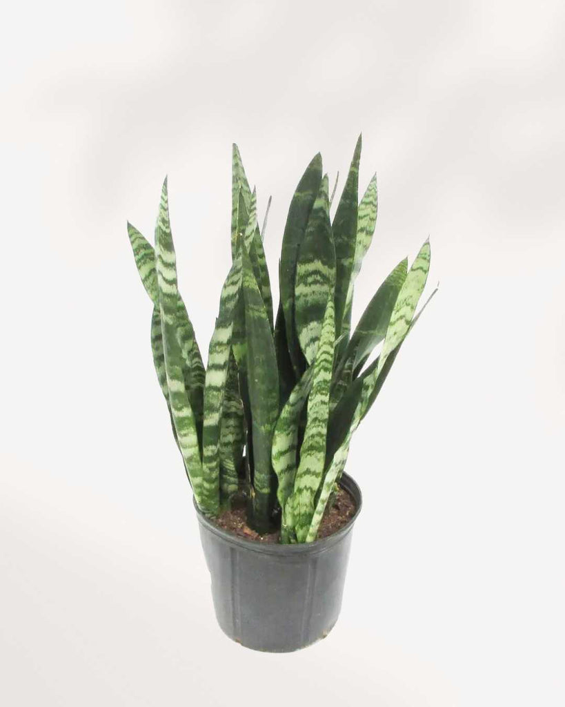 Sansevieria Black Coral 6" Pot - Large