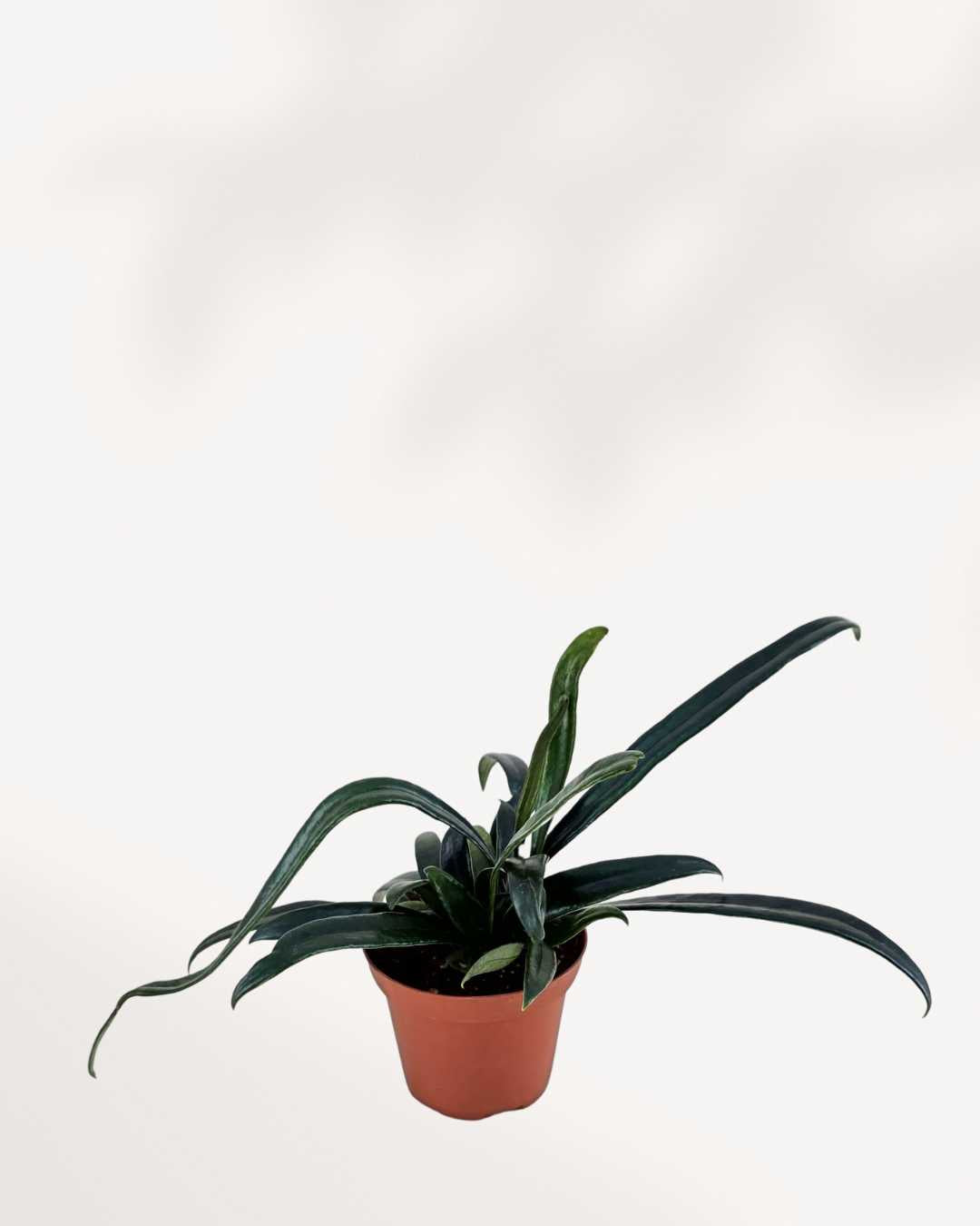 Blue Oil Fern | Buy Online