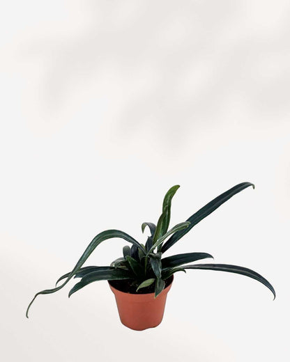 Blue Oil Fern | Buy Online