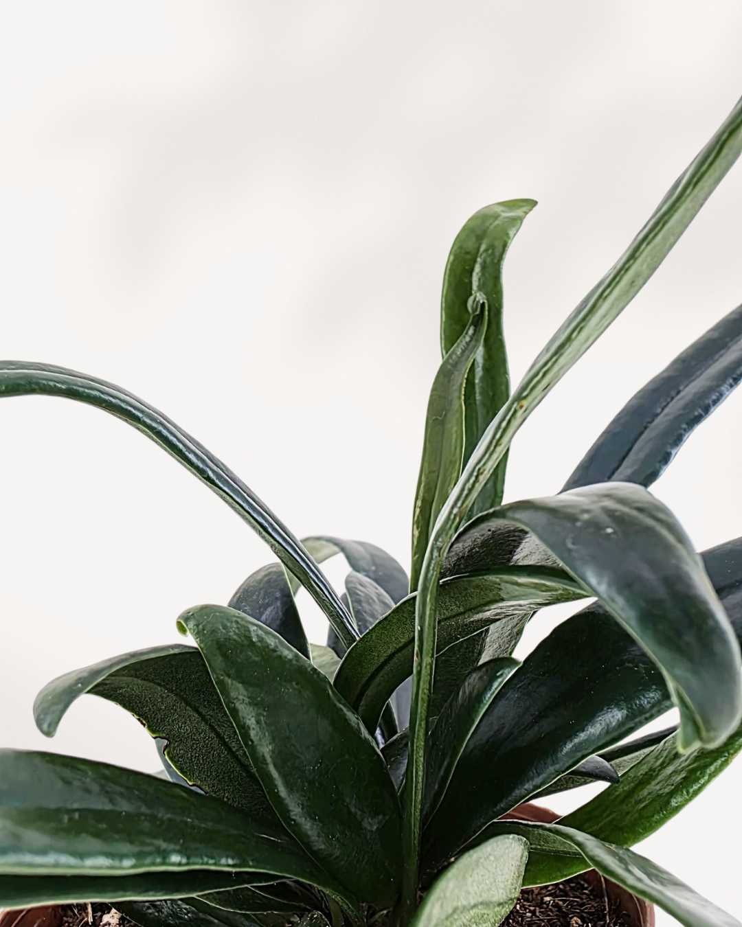 Blue Oil Fern | Buy Online