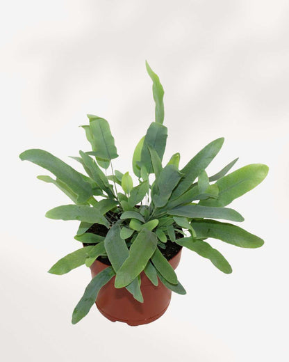 Blue Star Fern | Buy Plants Online - Houseplant Delivery & Care