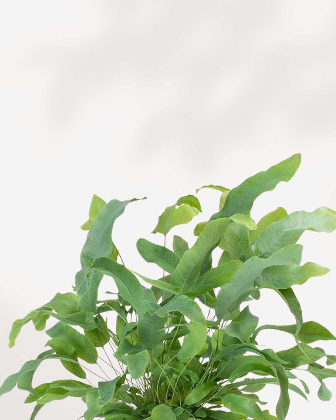 Blue Star Fern | Buy Plants Online - Houseplant Delivery & Care