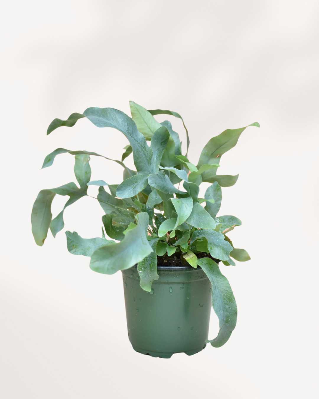 mounted blue star fern Buy Blue Star Fern Online - Premium Quality | Fast Shipping | Mygreenscape
