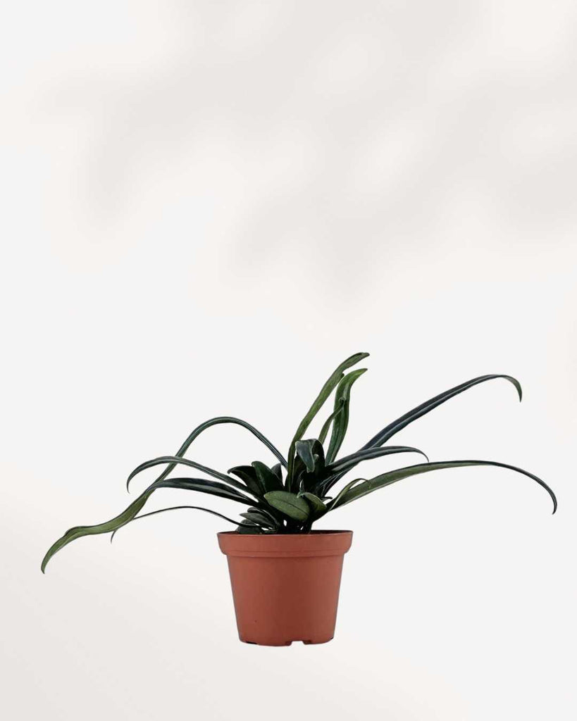 Blue Oil Fern | Buy Online