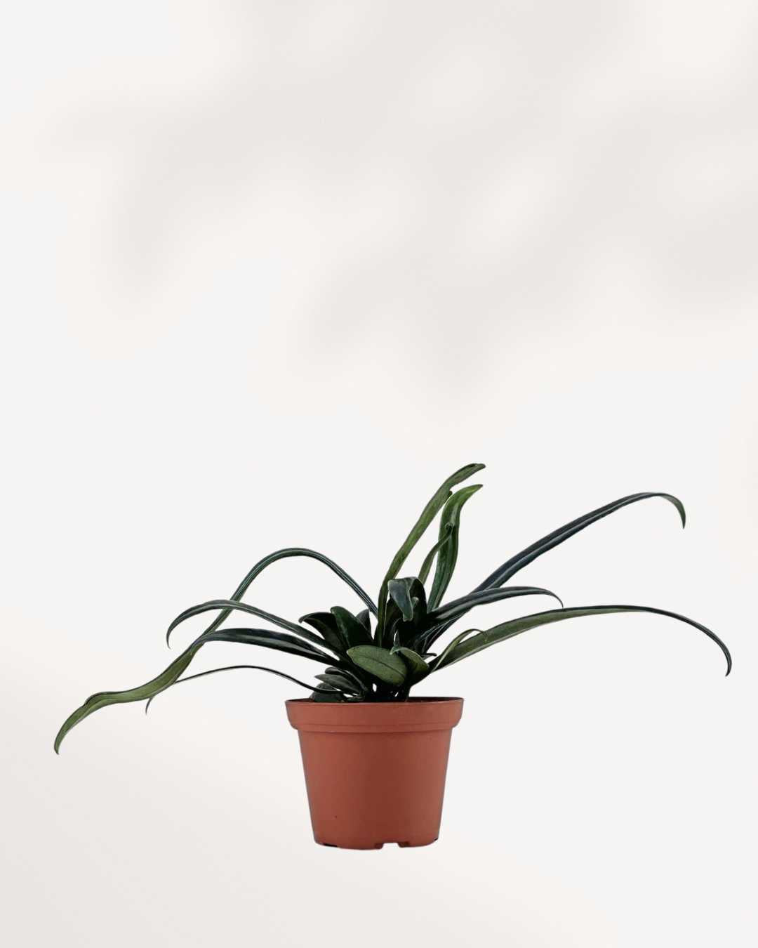 Blue Oil Fern | Buy Online