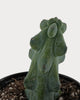Close-up of Boobie Cactus showing rounded blue-green ribs and small spines.