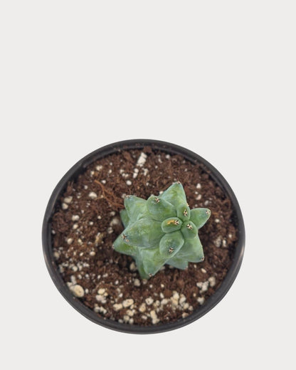 Top view of Boobie Cactus showing clustered rounded growth surrounded by potting mix in a black nursery pot.