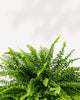 Boston Fern