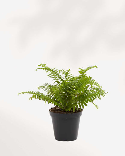 Boston Fern | Buy Online