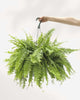 Boston Fern