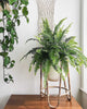 Boston Fern