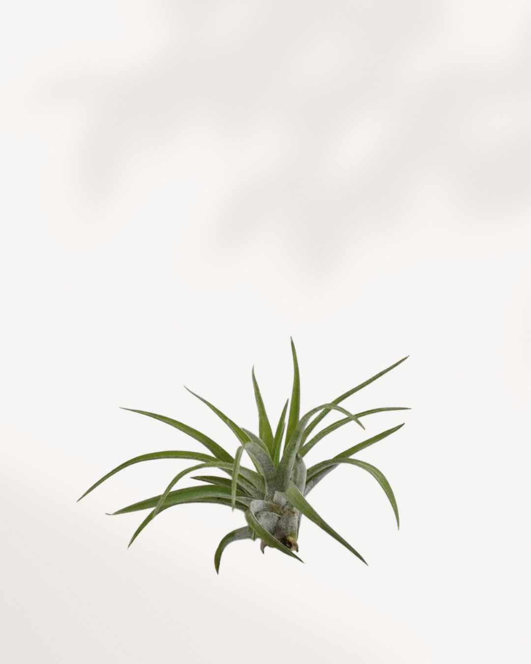 Tillandsia, Brach Abdita | Buy Online