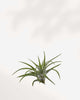 Tillandsia Brach Abdita - Air Plant Tillandsia Brach Abdita - Air Plant